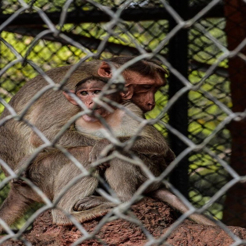 Monkey Net