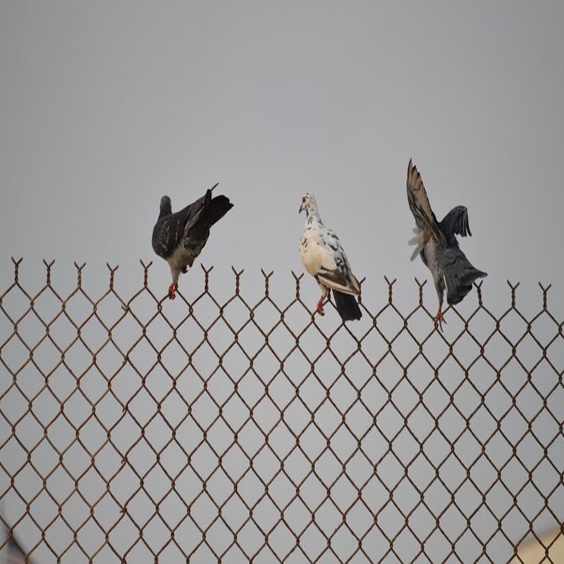 Pigeon Safety Nets