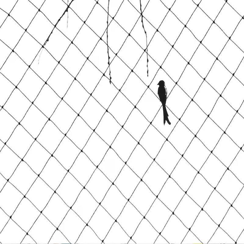 Sparrow Net